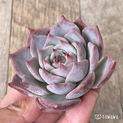 ＊新入荷＊　ピカチュウ