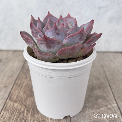 ＊新入荷＊　ピカチュウ