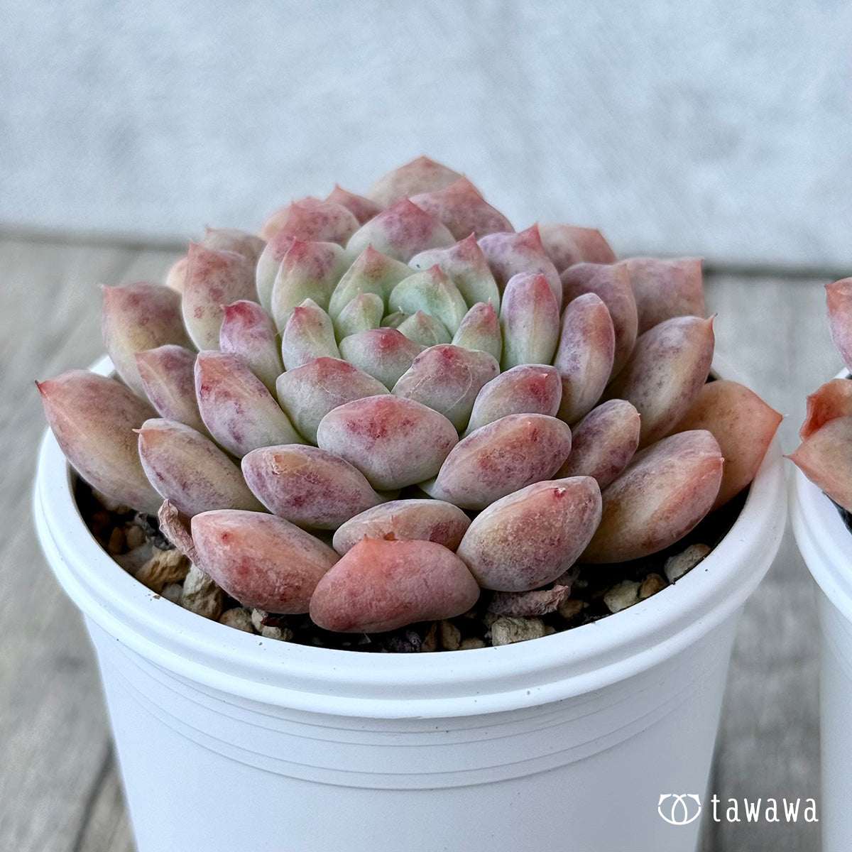 New Arrivals: Ice Green