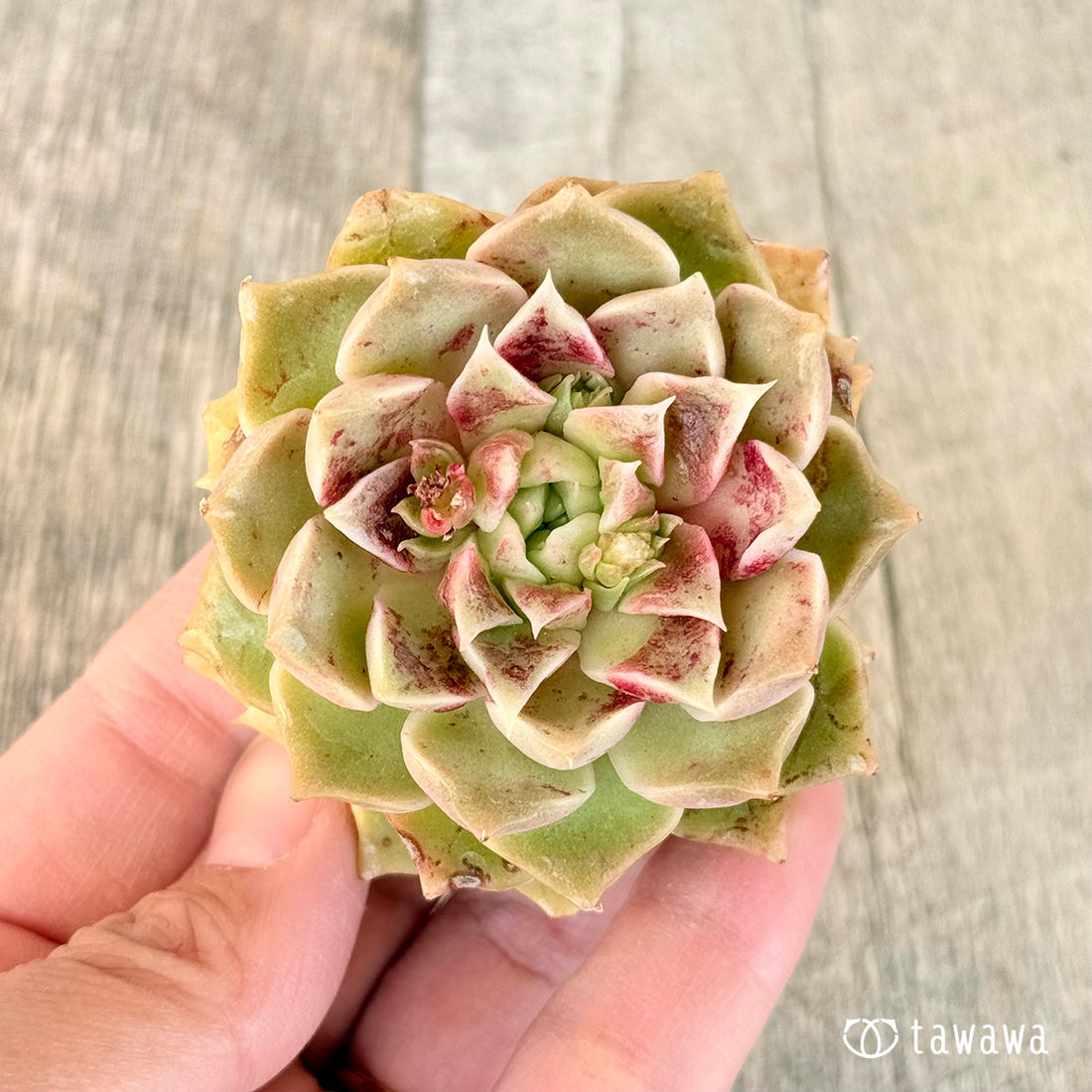 モハリン（チャンヒー農園苗）