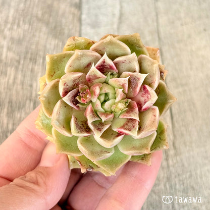 モハリン（チャンヒー農園苗）