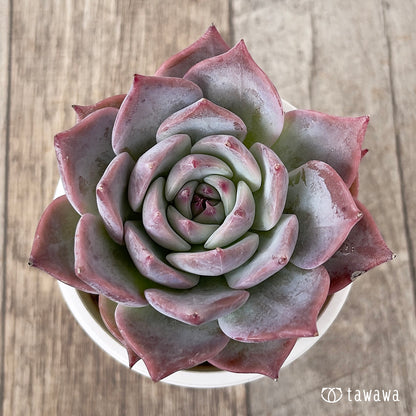 ＊新入荷＊　ピカチュウ