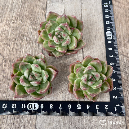 ＊新入荷＊　グレムリン錦【約4~5cm】