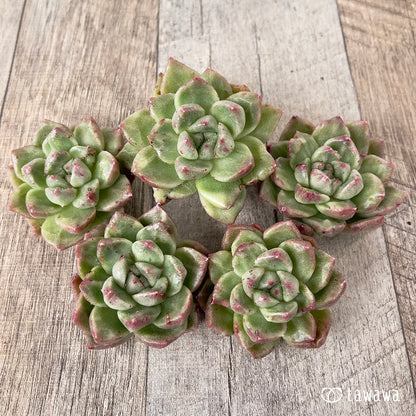 ＊新入荷＊　グレムリン錦【約4~5cm】