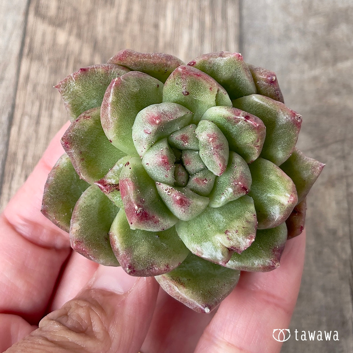 ローラ錦   抜き苗 専用 多肉植物 大苗❁︎ローラ錦 抜き苗 【公式通販】