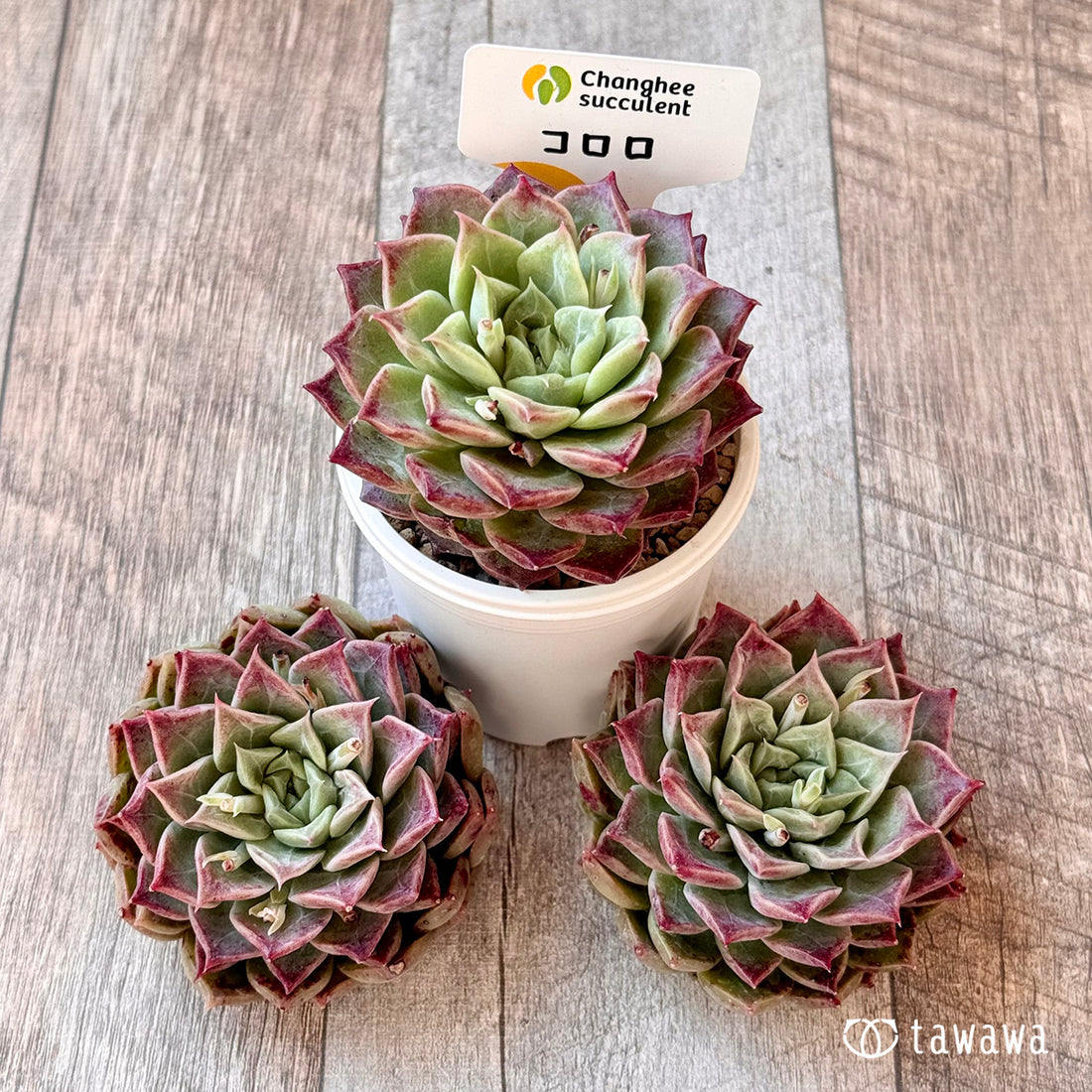 New Arrivals: Ice Green