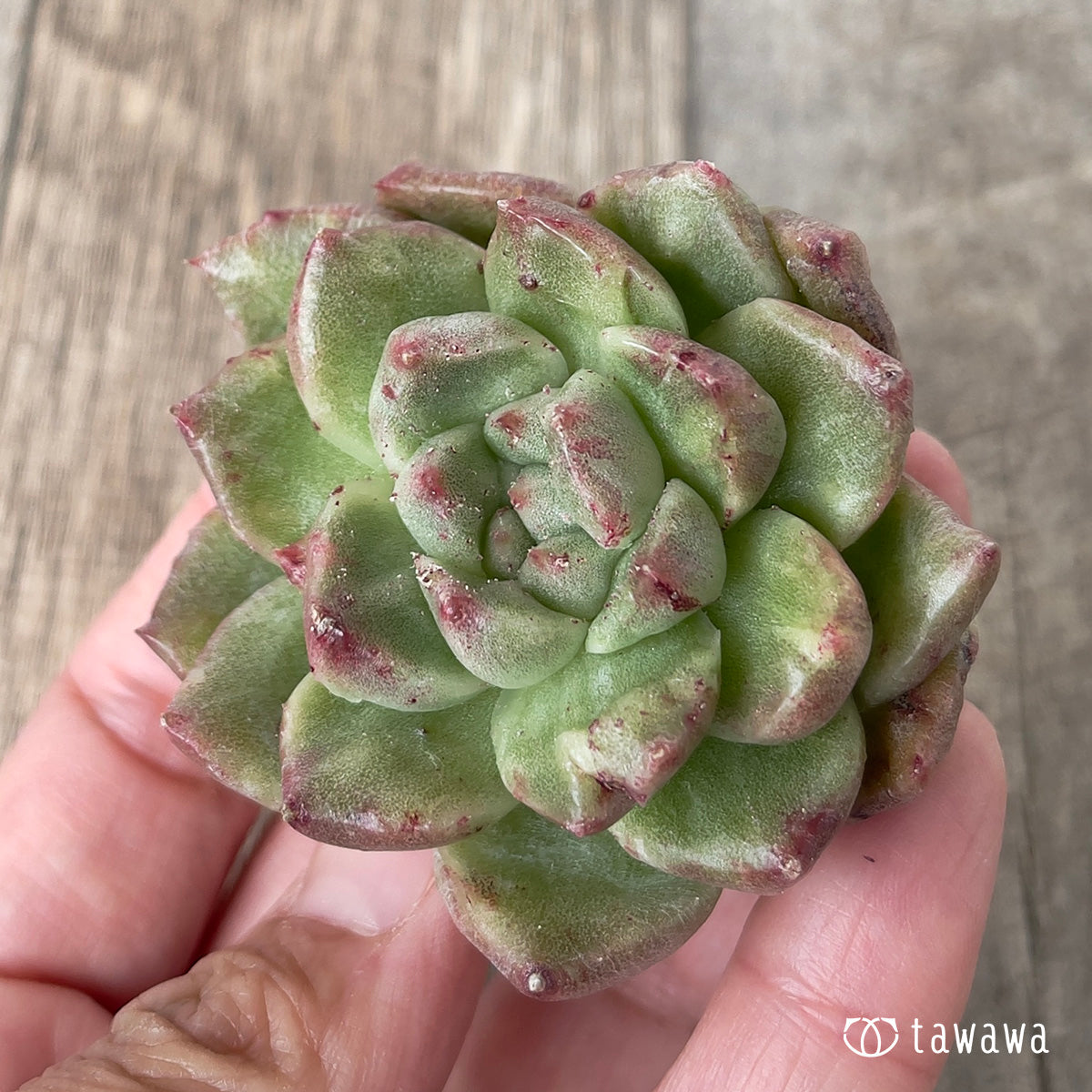 Gremlin Nishiki (approx. 4-5 cm)