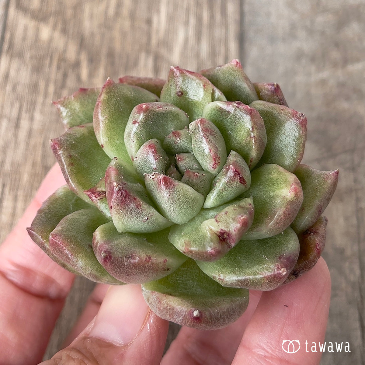 ＊新入荷＊　グレムリン錦【約4~5cm】