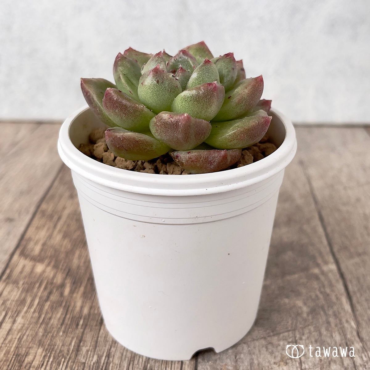 Gremlin Nishiki (approx. 4-5 cm)