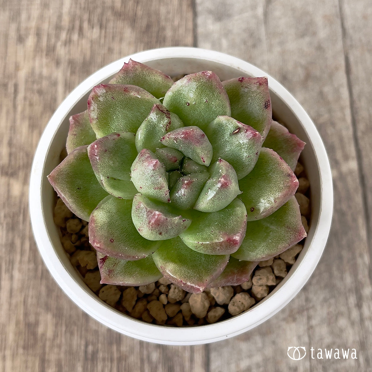 ＊新入荷＊　グレムリン錦【約4~5cm】