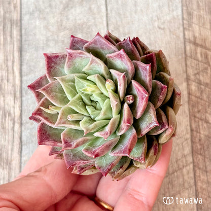 New Arrivals: Ice Green