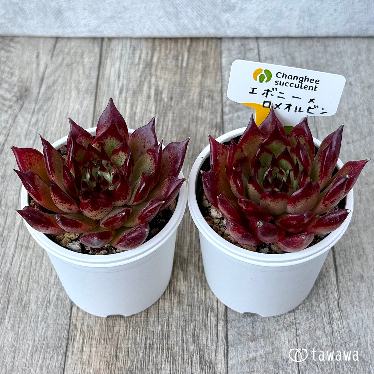 New Arrivals: Ice Green