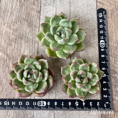 ＊新入荷＊　グレムリン錦【約6cm以上】