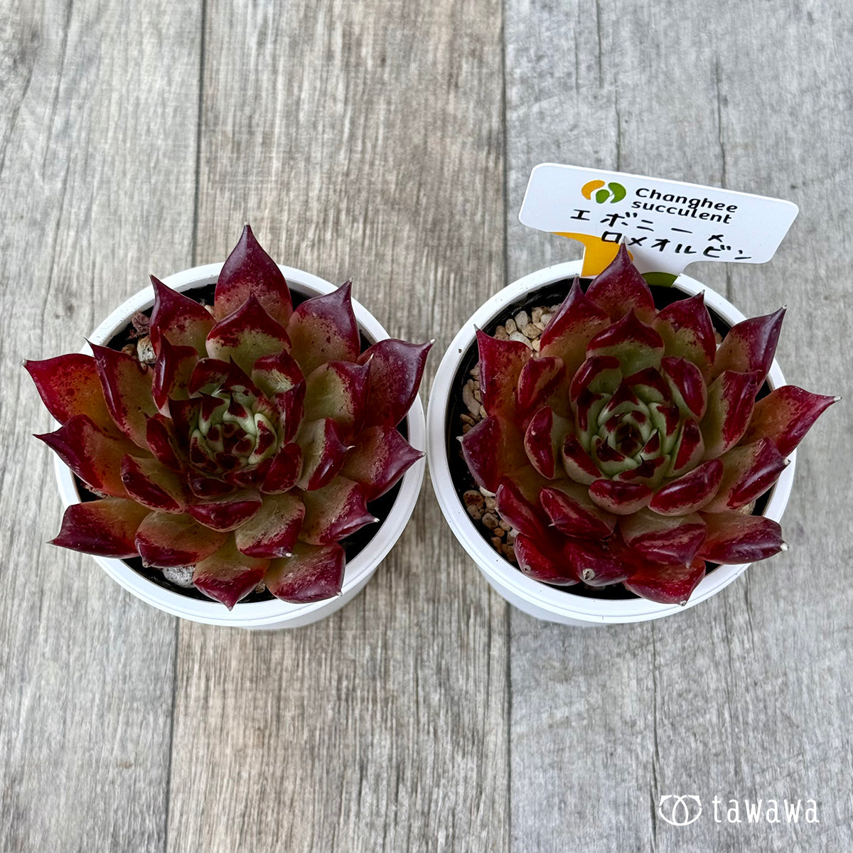 New Arrivals: Ice Green