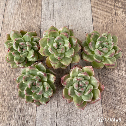 ＊新入荷＊　グレムリン錦【約6cm以上】