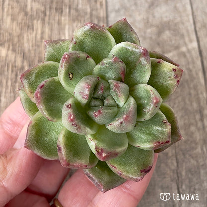 ＊新入荷＊　グレムリン錦【約6cm以上】