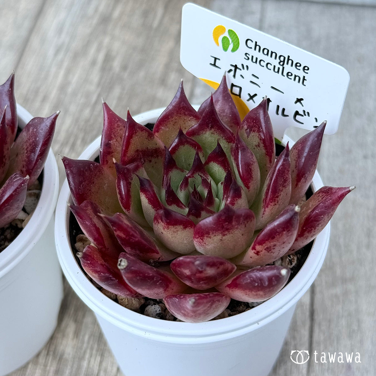 New Arrivals: Ice Green