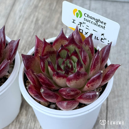 New Arrivals: Ice Green