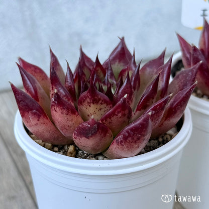 New Arrivals: Ice Green