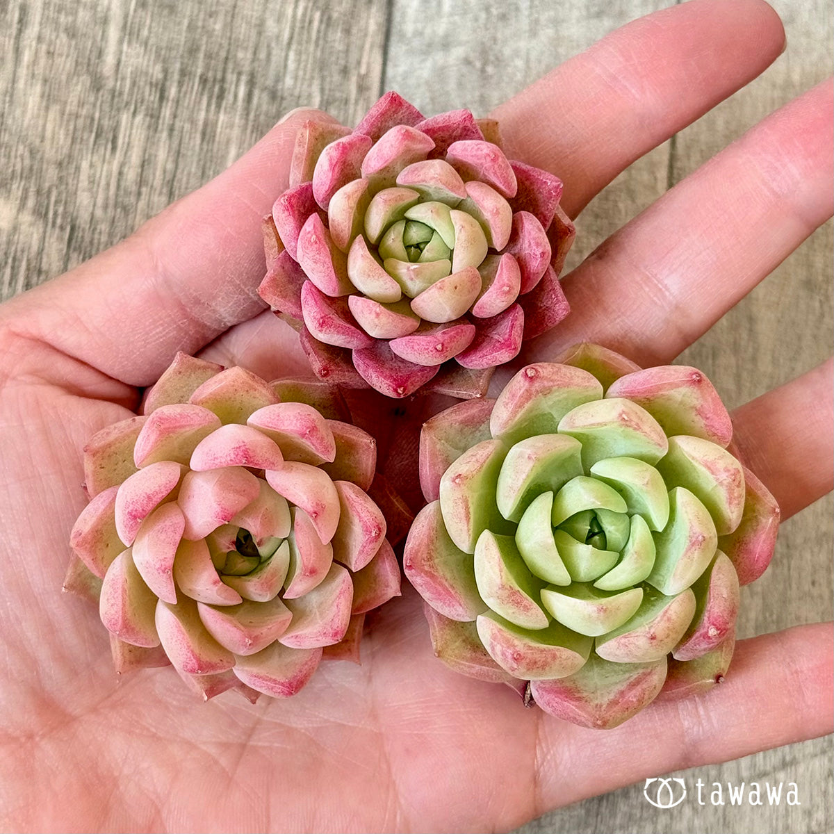 ピンクハイ（チャンヒー農園苗）