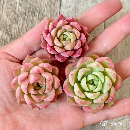 New Arrivals: Ice Green