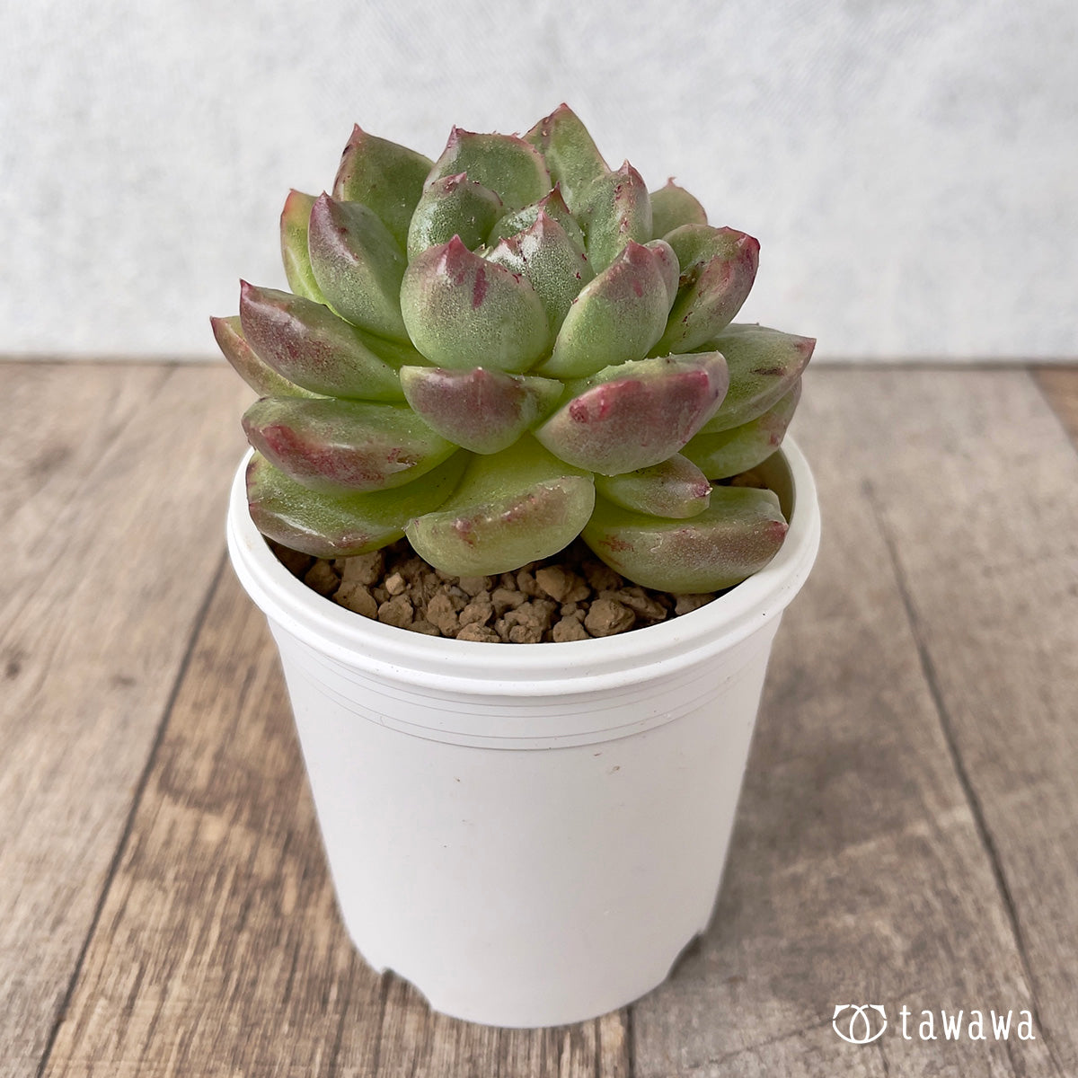 ＊新入荷＊　グレムリン錦【約6cm以上】