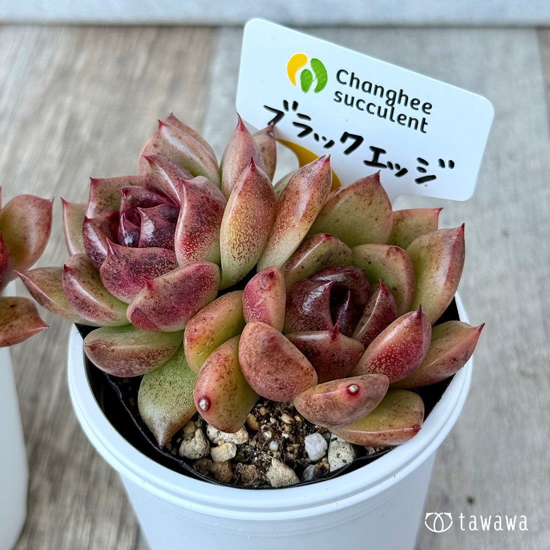 *新発売* ブラックエッジ《双頭》(チャンヒー農園)【tawawaハウス苗】