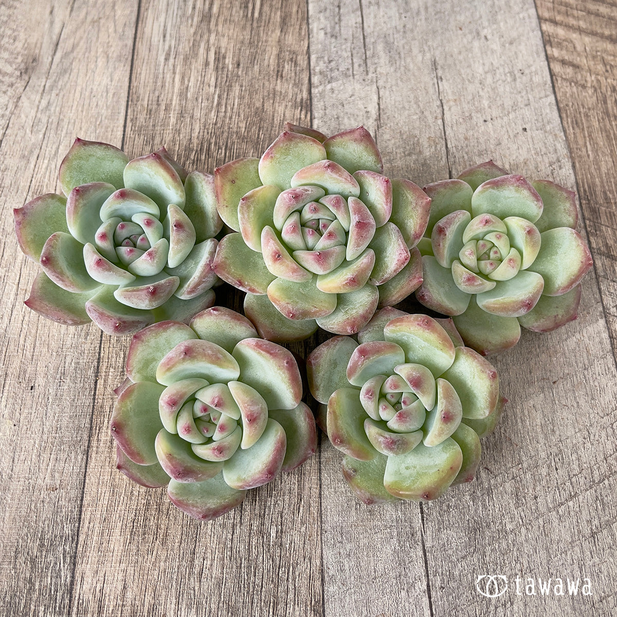 ＊新入荷＊　カルラ