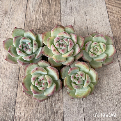 ＊新入荷＊　カルラ