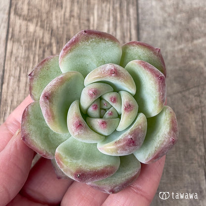 ＊新入荷＊　カルラ