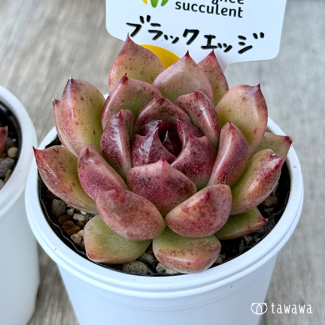 *新発売* ブラックエッジ《中》(チャンヒー農園)【tawawaハウス苗】