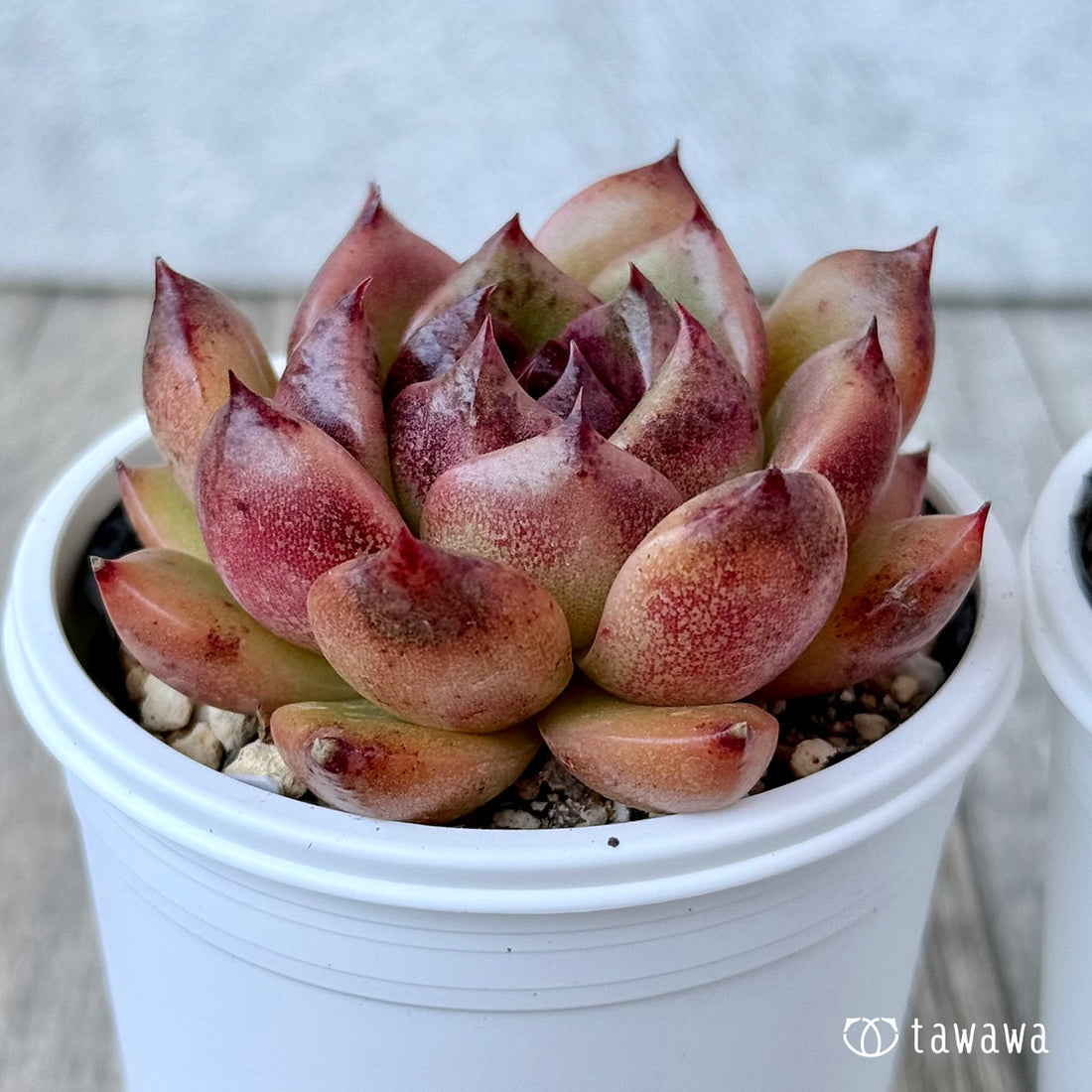 ＊新発売＊　ブラックエッジ《中》（チャンヒー農園）【tawawaハウス苗】