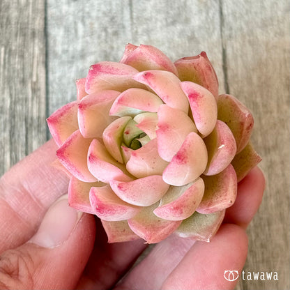 New Arrivals: Ice Green