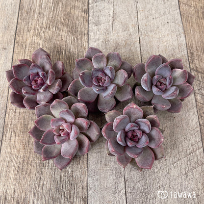 ＊新入荷＊　パープルデーモン錦