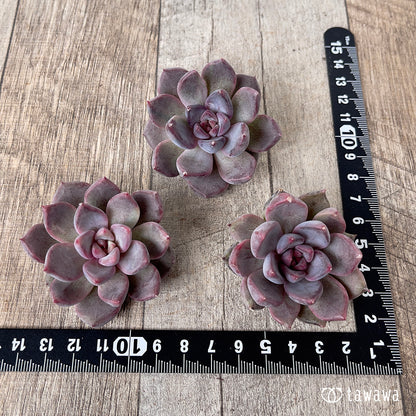 ＊新入荷＊　パープルデーモン錦