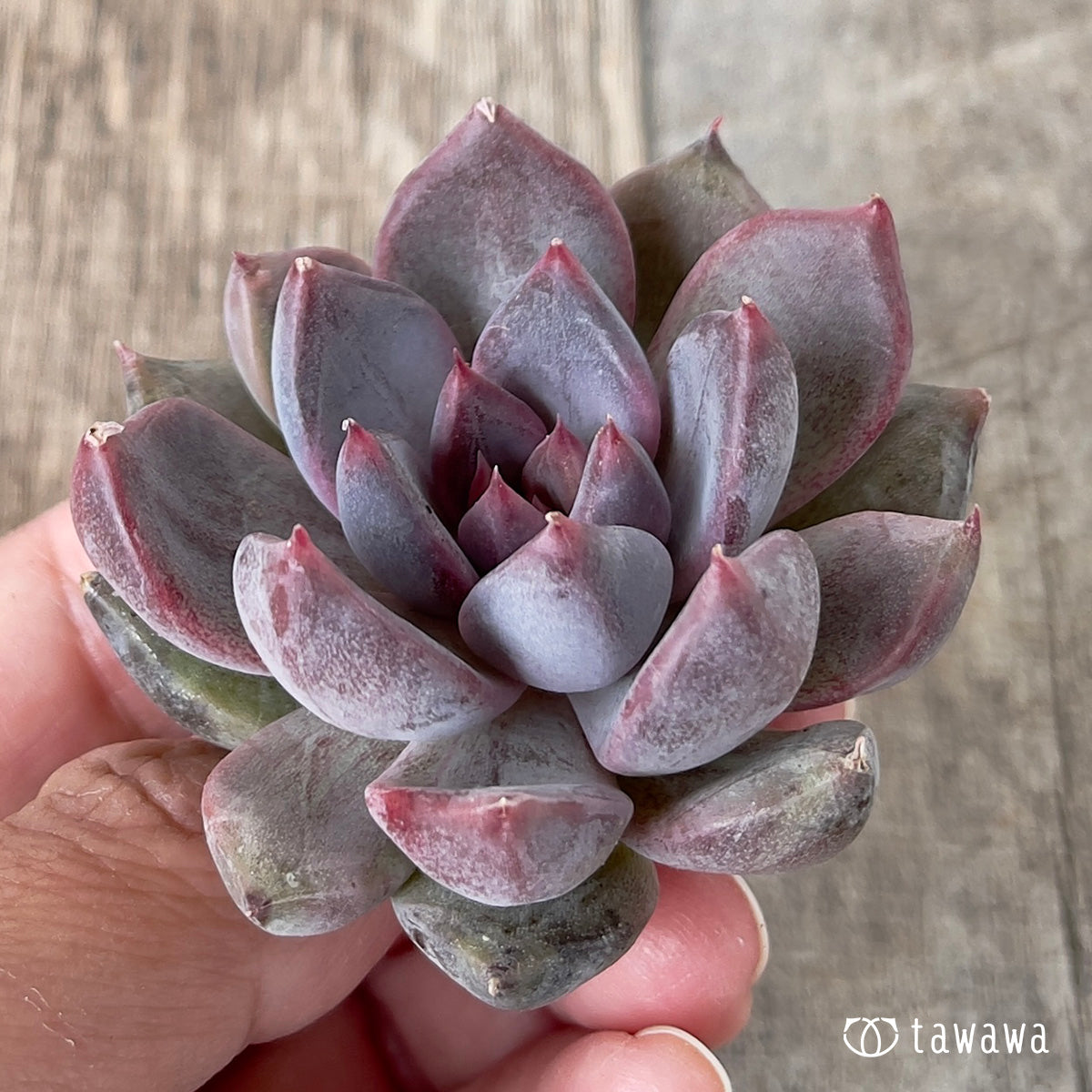 ＊新入荷＊　パープルデーモン錦