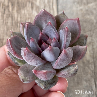 ＊新入荷＊　パープルデーモン錦