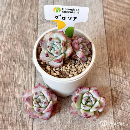 ＊新入荷＊　グロリア（チャンヒー農園苗）