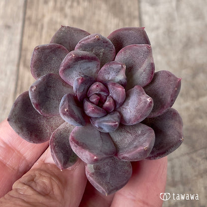 ＊新入荷＊　パープルデーモン錦