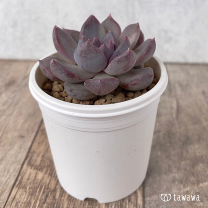 ＊新入荷＊　パープルデーモン錦