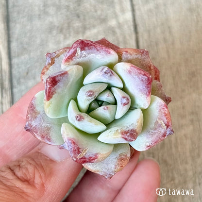 ＊新入荷＊　グロリア（チャンヒー農園苗）
