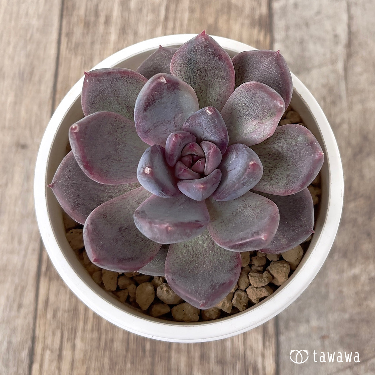 ＊新入荷＊　パープルデーモン錦