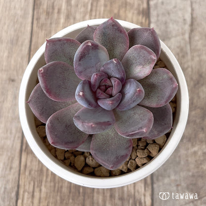 ＊新入荷＊　パープルデーモン錦