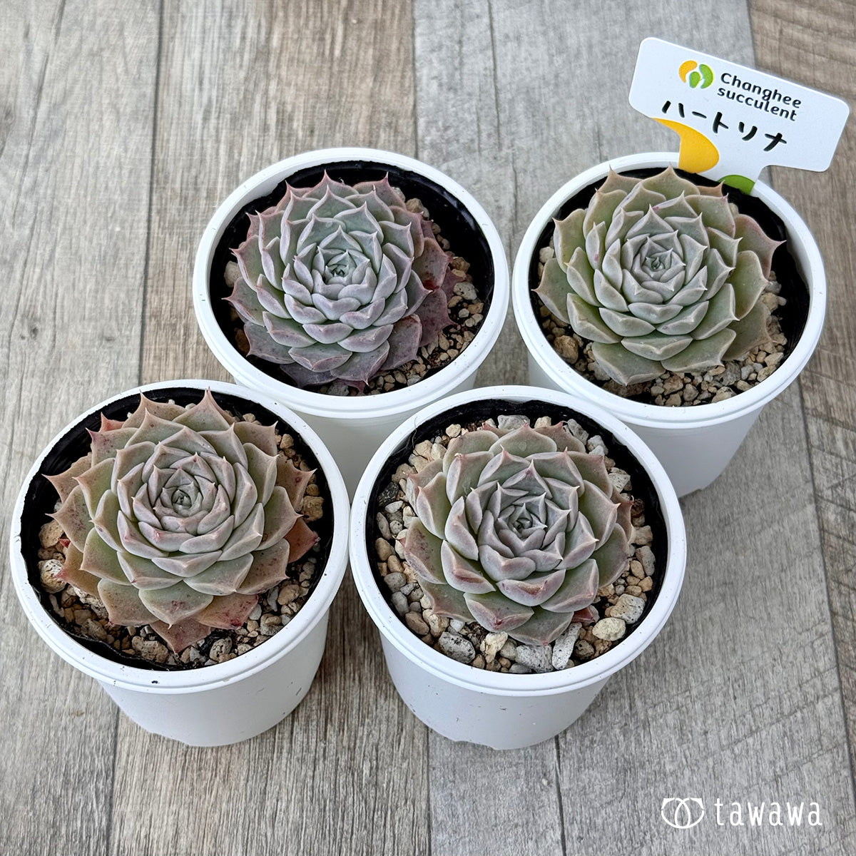 ＊新発売＊　ハートリナ（チャンヒー農園）【tawawaハウス苗】