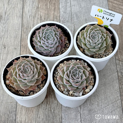 ＊新発売＊　ハートリナ（チャンヒー農園）【tawawaハウス苗】