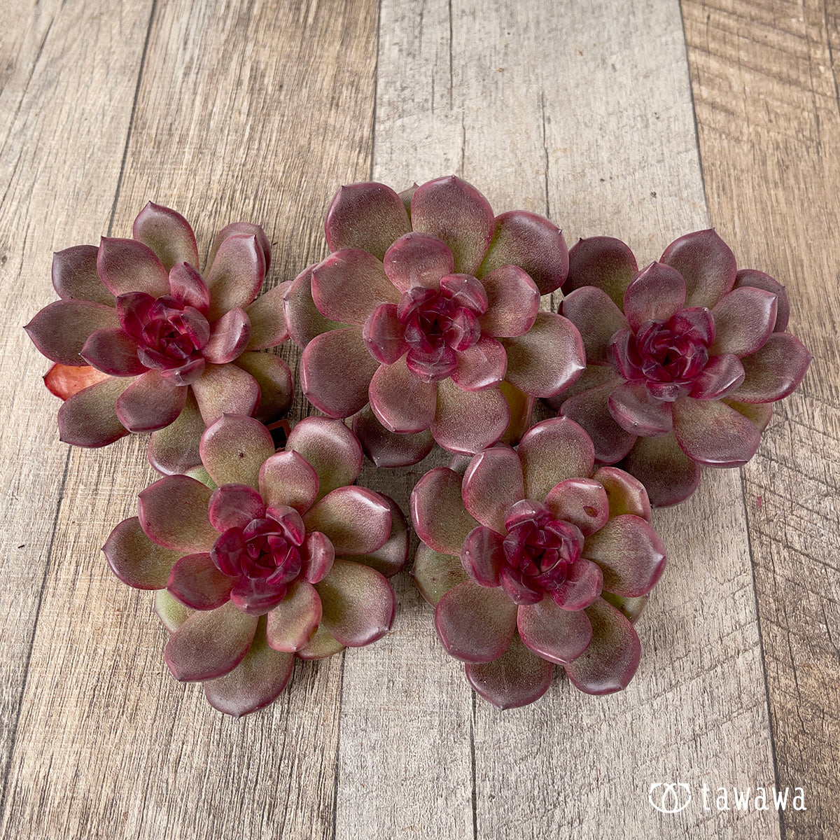 ＊新入荷＊　チョコムース