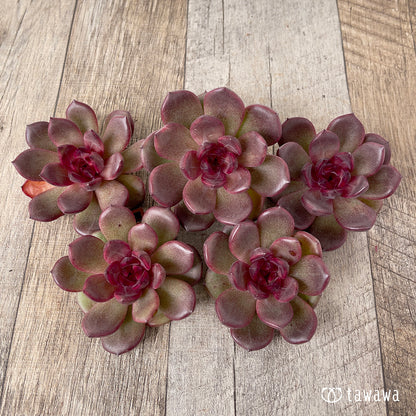 ＊新入荷＊　チョコムース