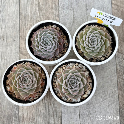 ＊新発売＊　ハートリナ（チャンヒー農園）【tawawaハウス苗】