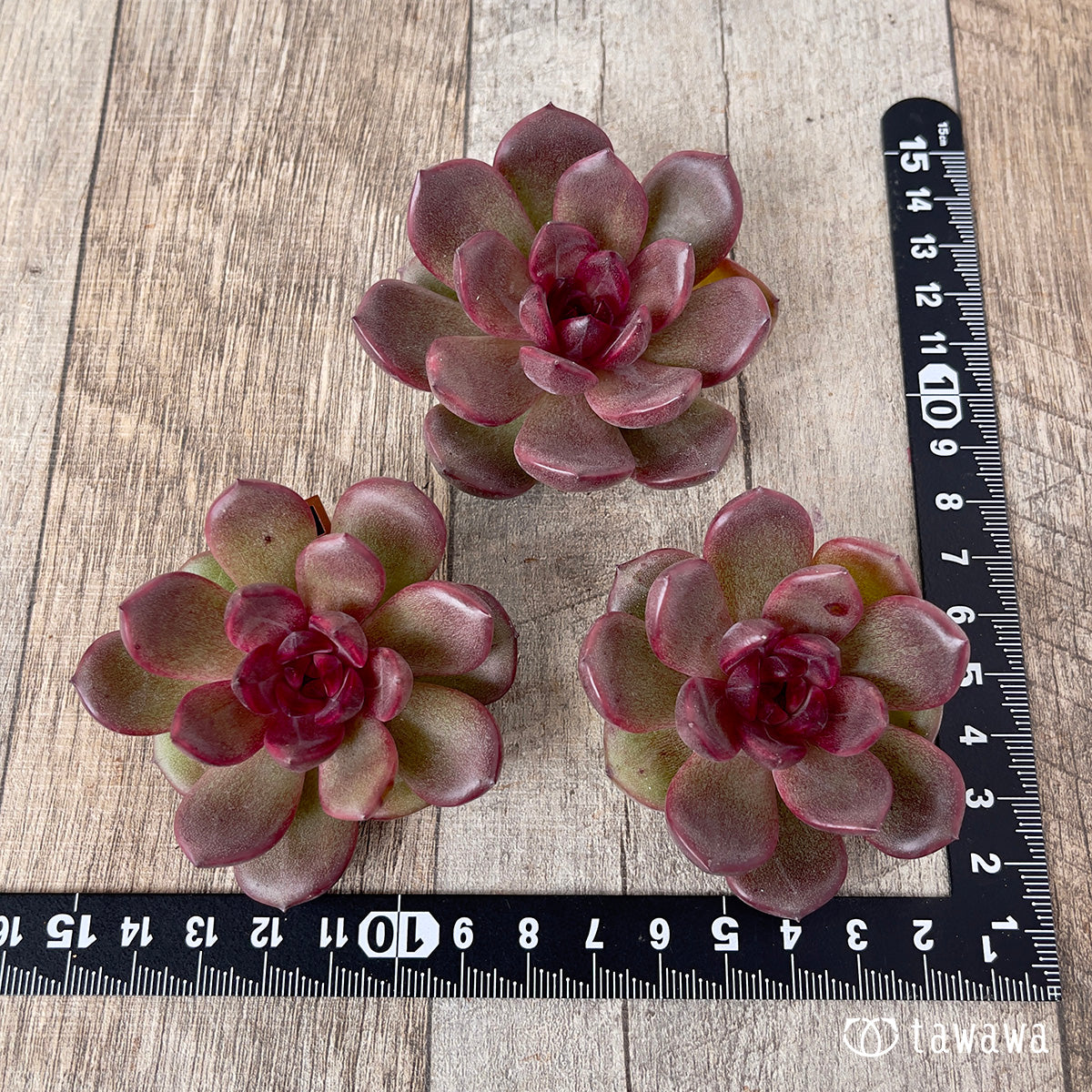 ＊新入荷＊　チョコムース