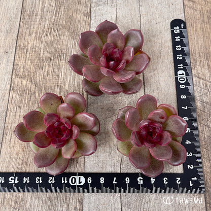 ＊新入荷＊　チョコムース